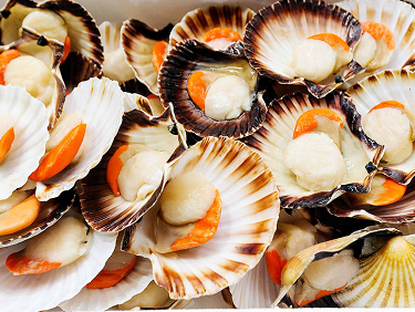 Conchiglie di capesante fresche aperte Conchiglie di capesante fresche aperte